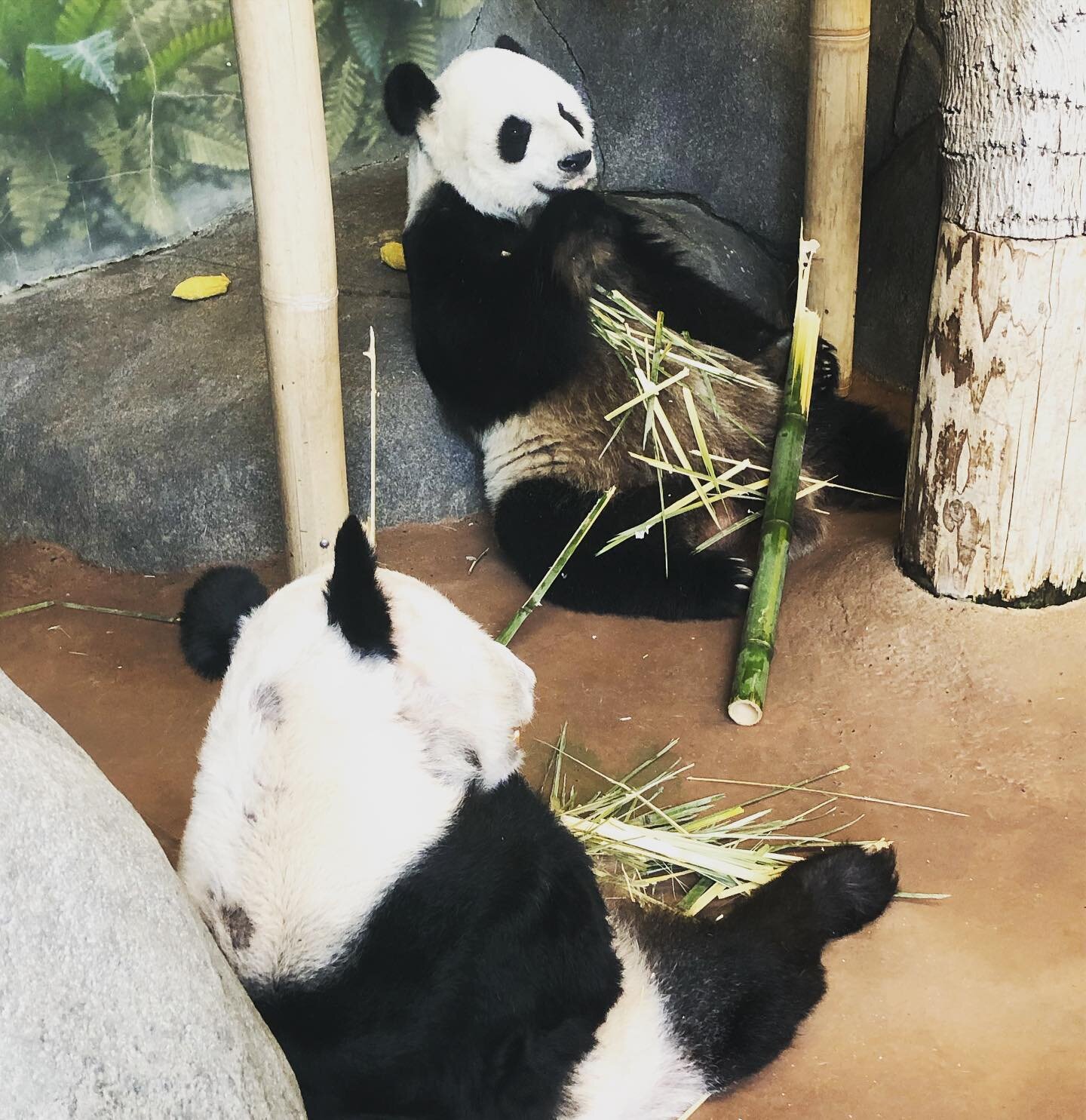 Le Le and Ya Ya enjoying their bamboo. 