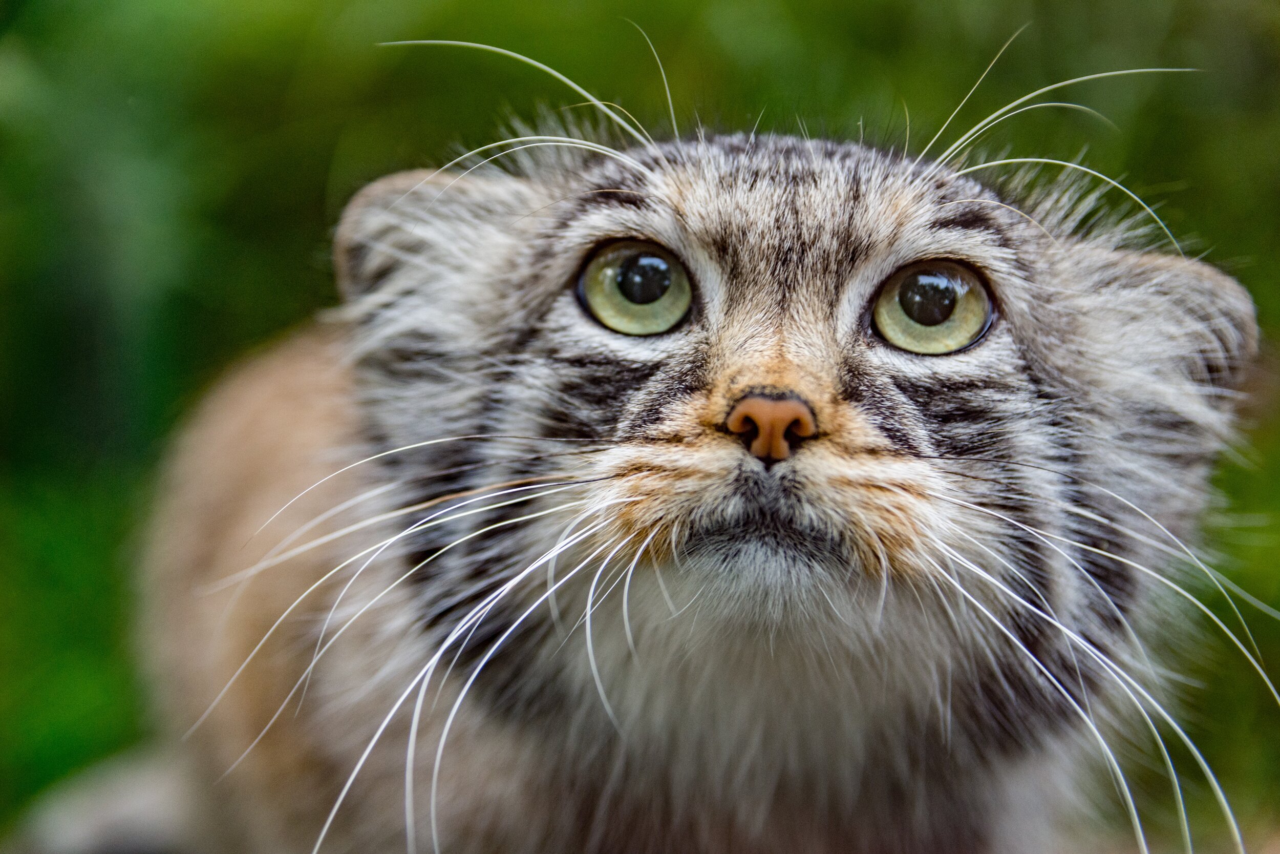 The Pallas's cat ("Otocolobus manul"), also called the manul, is native to Central China. 