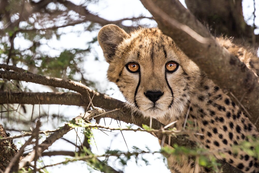 The cheetah ("Acinonyx jubatus") is native to Africa and northern Iran. 