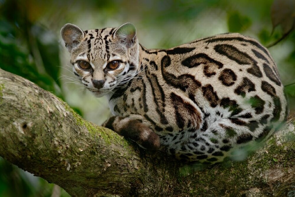 The margay ("Leopardus wiedii") is native to Central and South America.