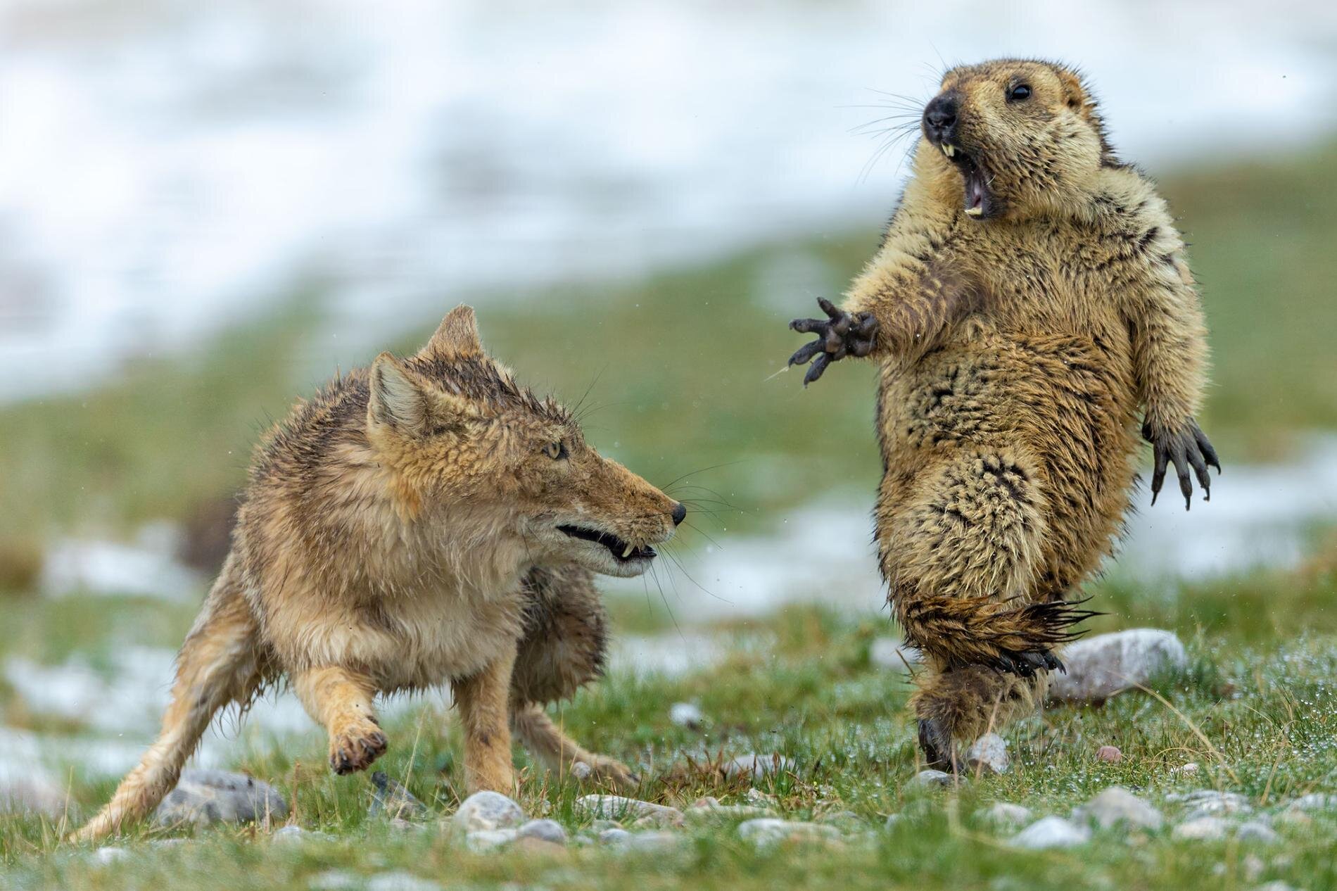 The Moment: A Tibetan fox and a marmot. 