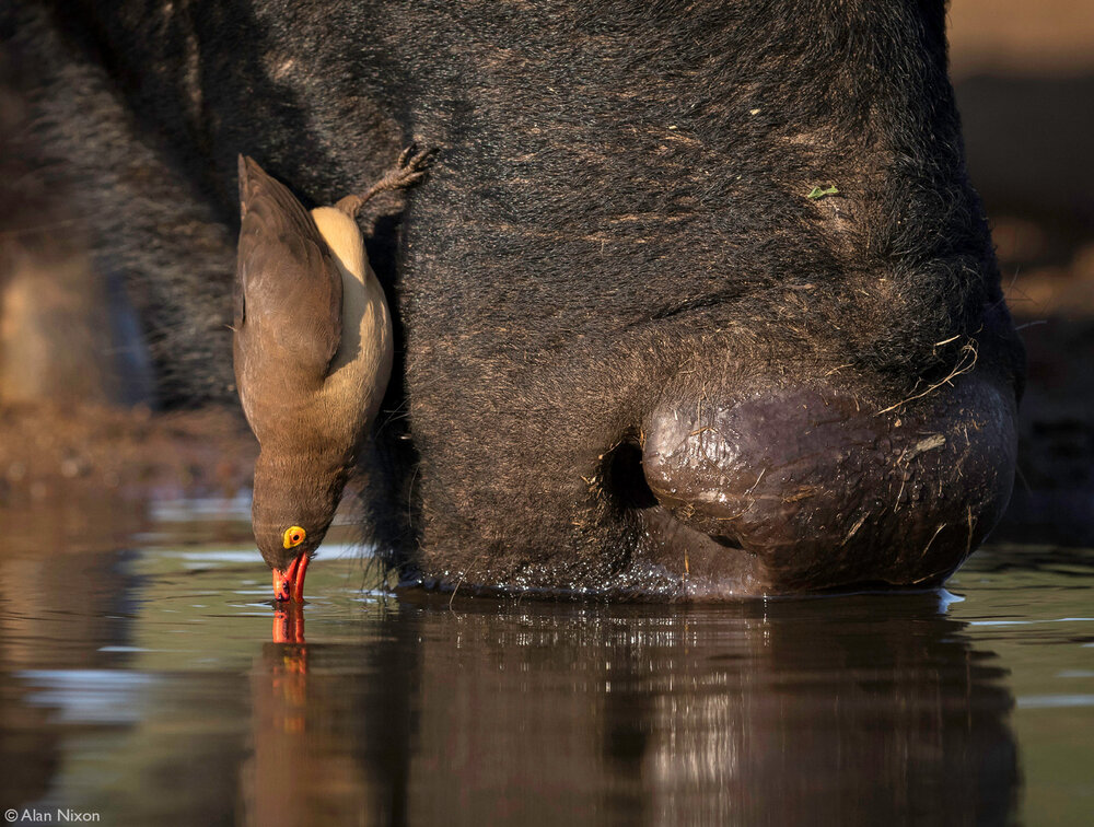 A red-billed oxpecker and buffalo take a drink together.