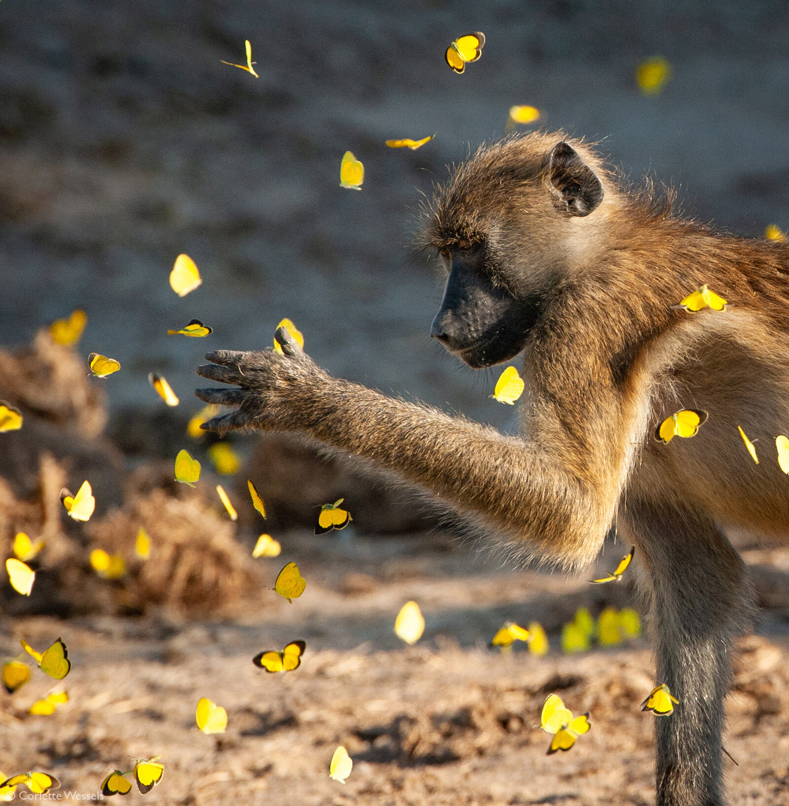 Enraptured: a young baboon and yellow butterflies