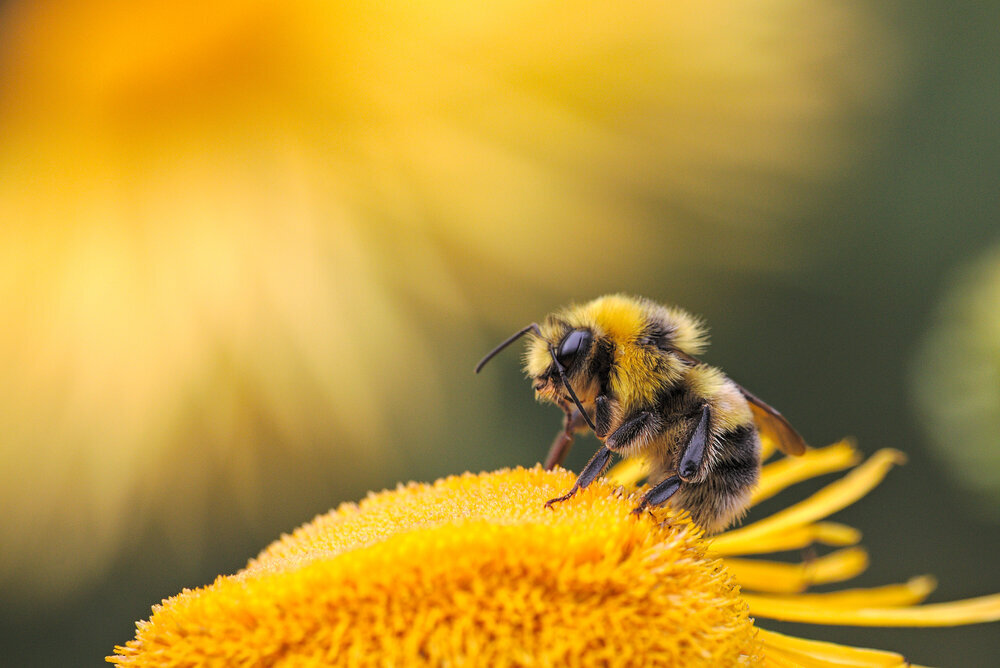 Una Abeja