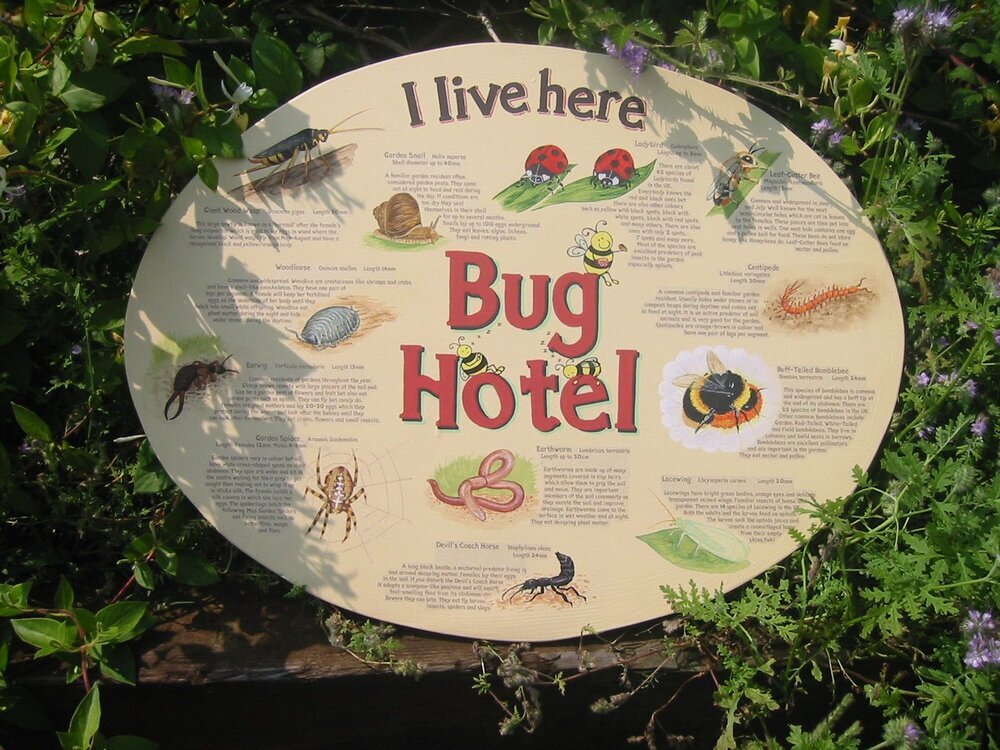 Huéspedes del hotel para invertebrados