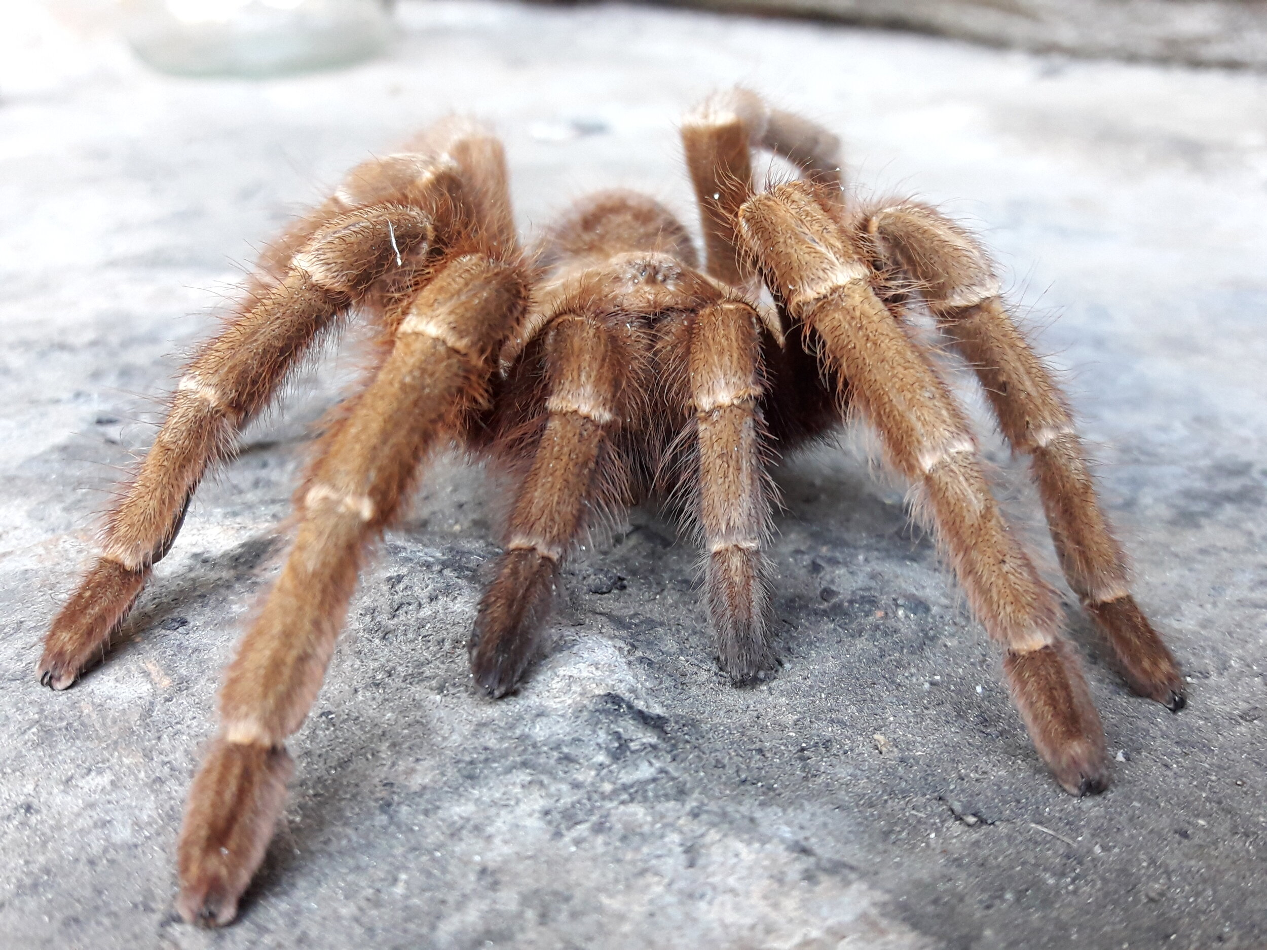 Acanthoscurria sternalis