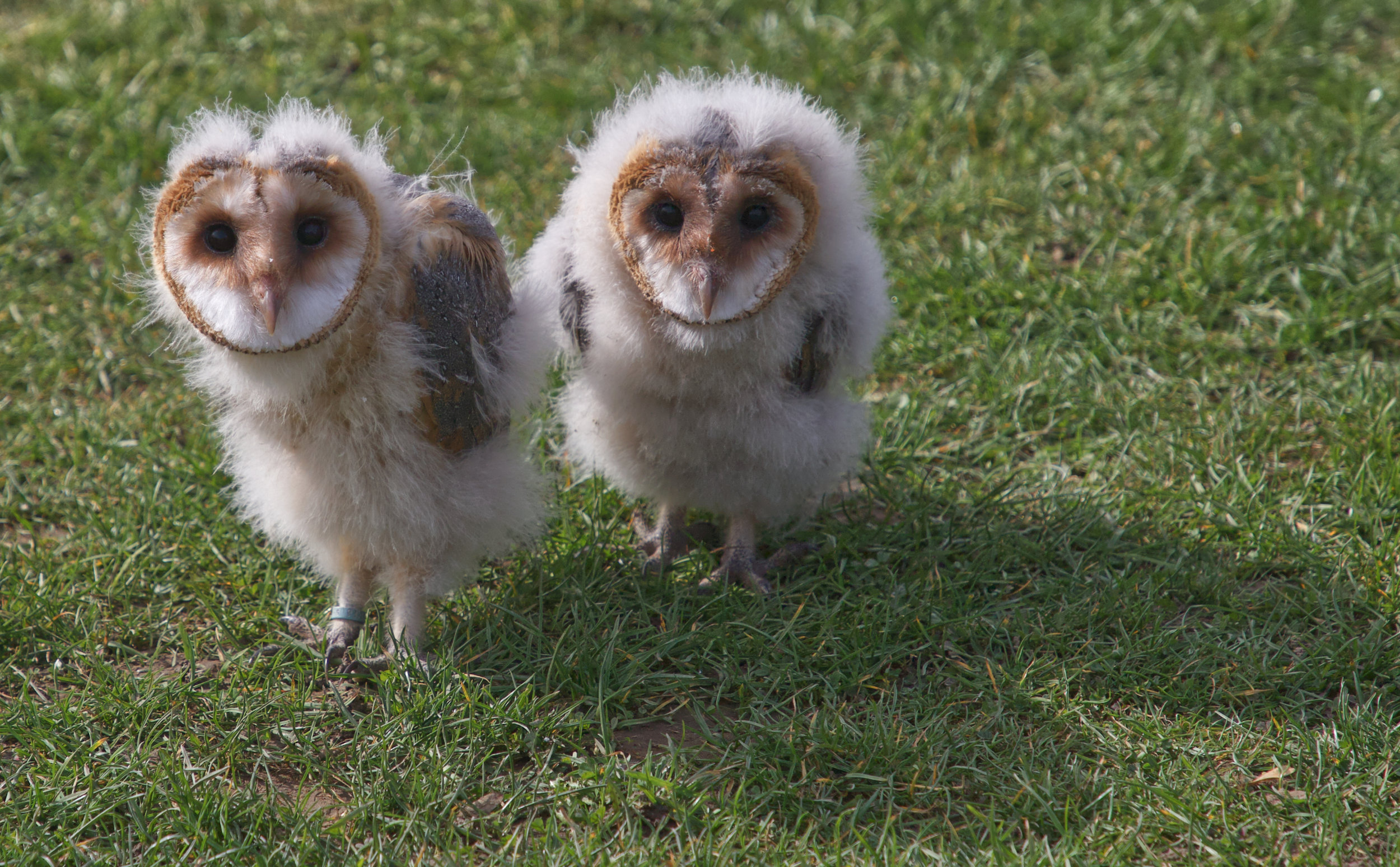 Owl Quest