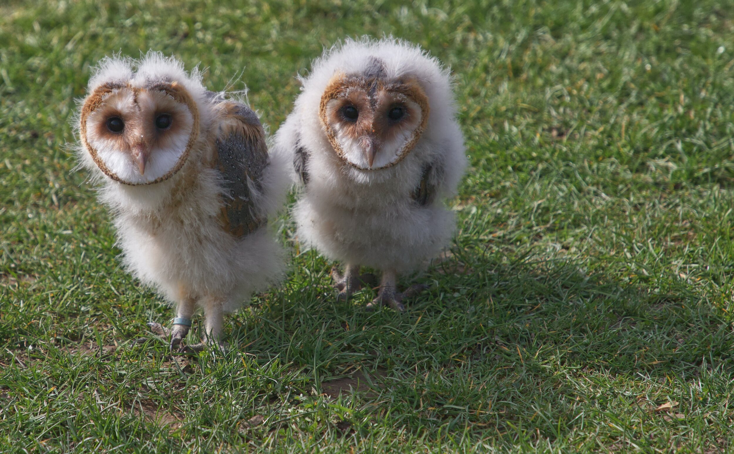 A baby owl is called an owlet.