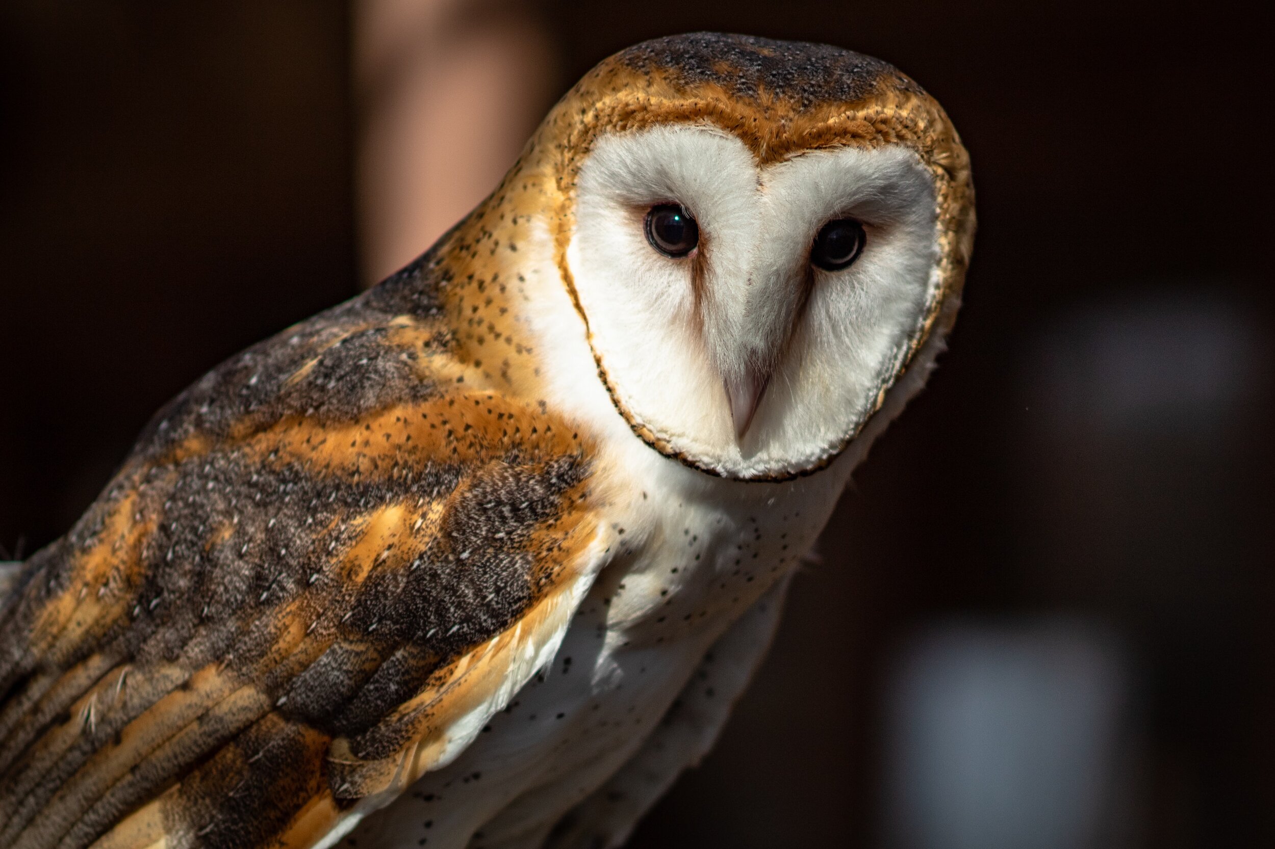 Barn Owls have a cappuccino coloration.