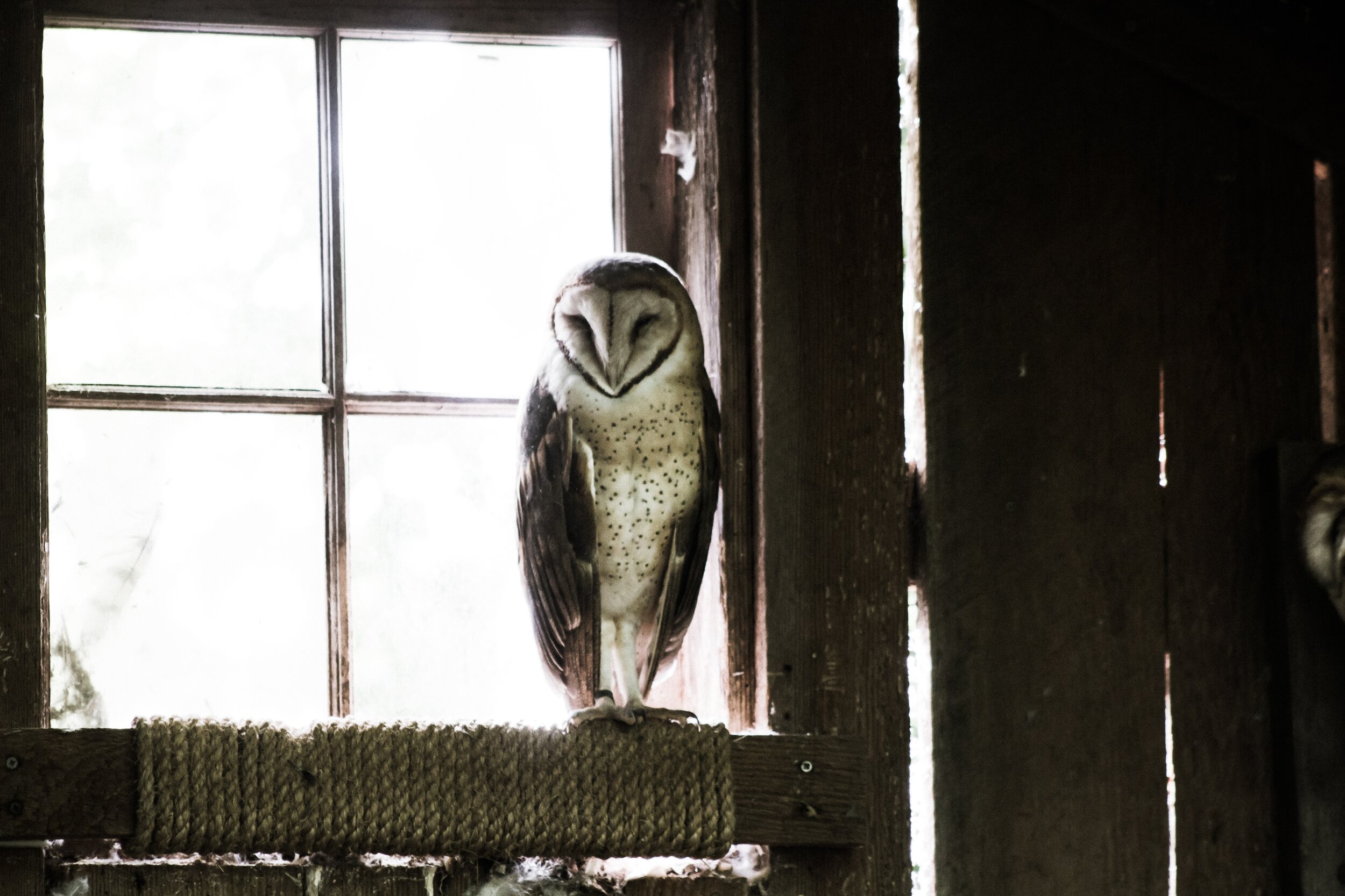 Often found in barns, their white colors as they fly overhead make them look "ghostly". 