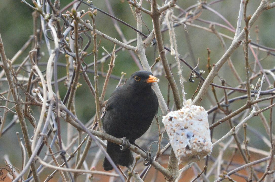 Blackbird at the feeder!