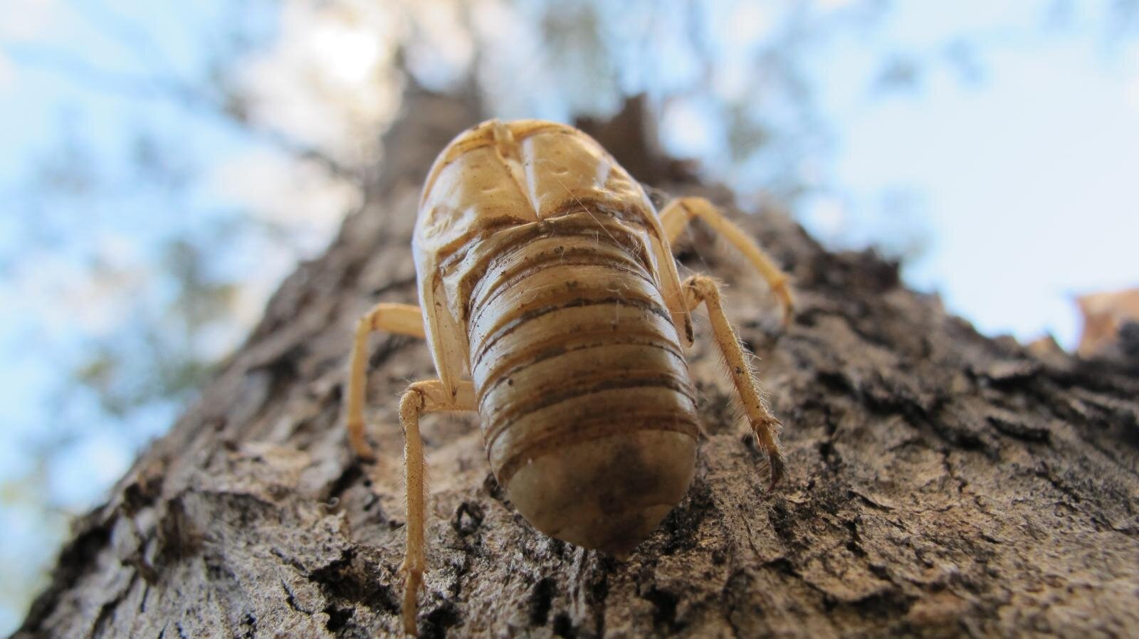 Nymph exoskeleton shell on tree