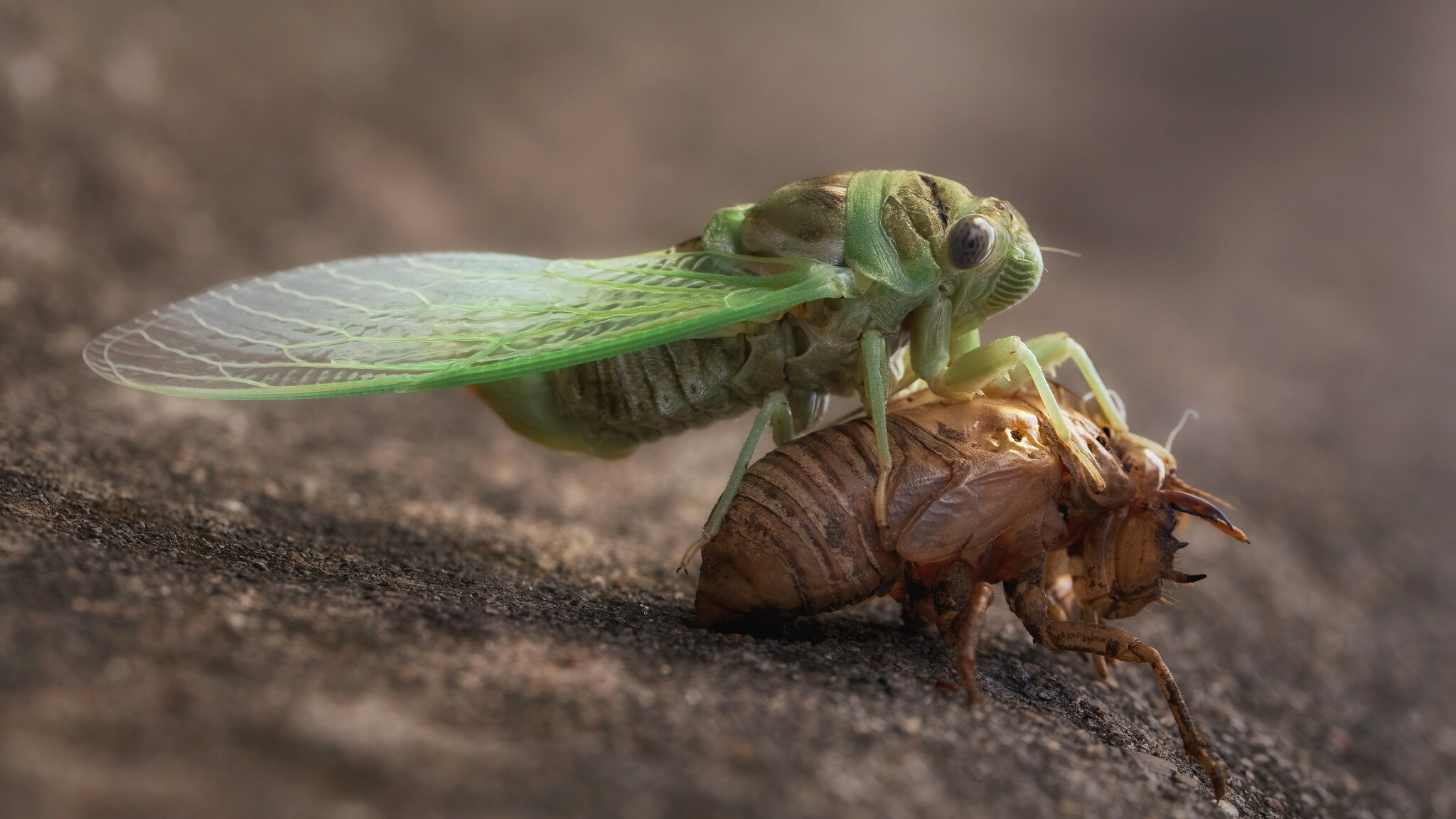Newly emerged adult cicada