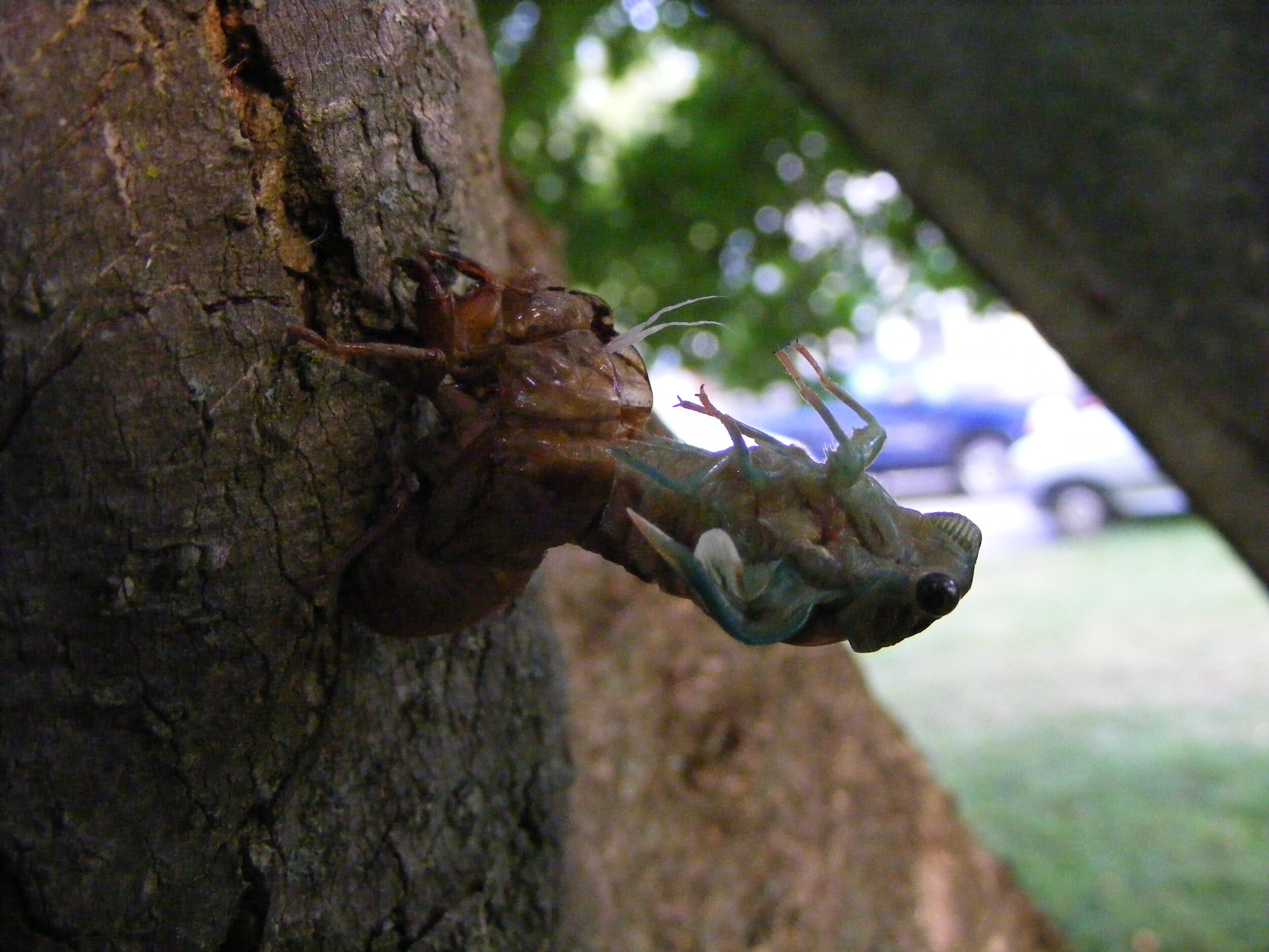 Molting cicada