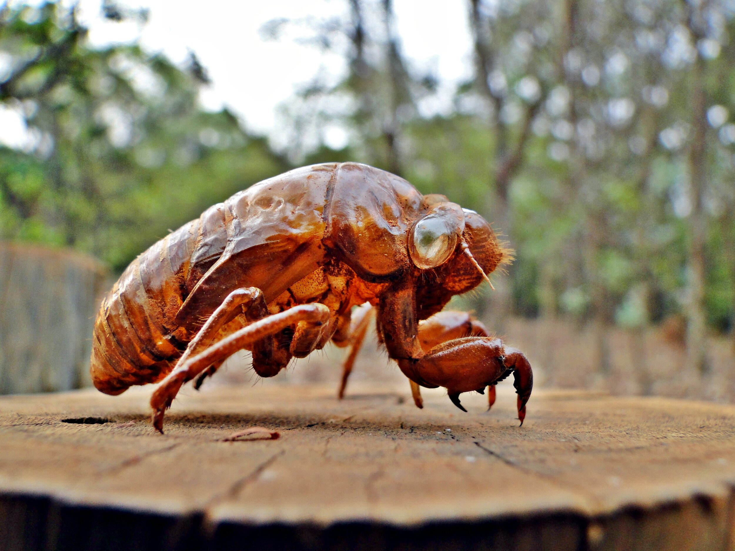 Exoskeleton remains of a cicada nymph