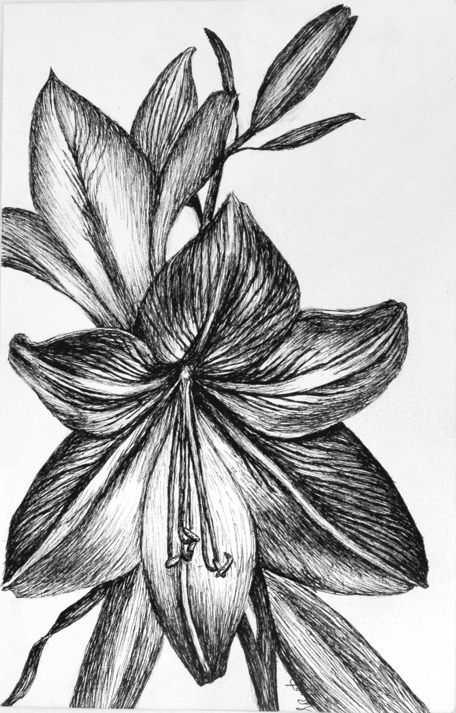Amaryllis (blended Amaryllis) .jpg
