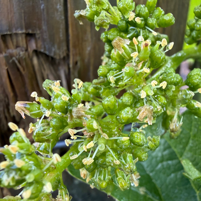 close up vineyard bloom