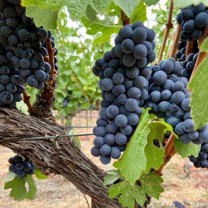 wine grapes