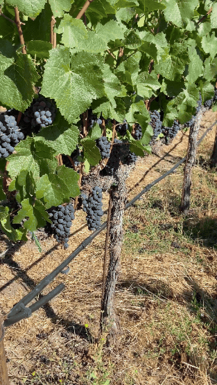 vineyard rows