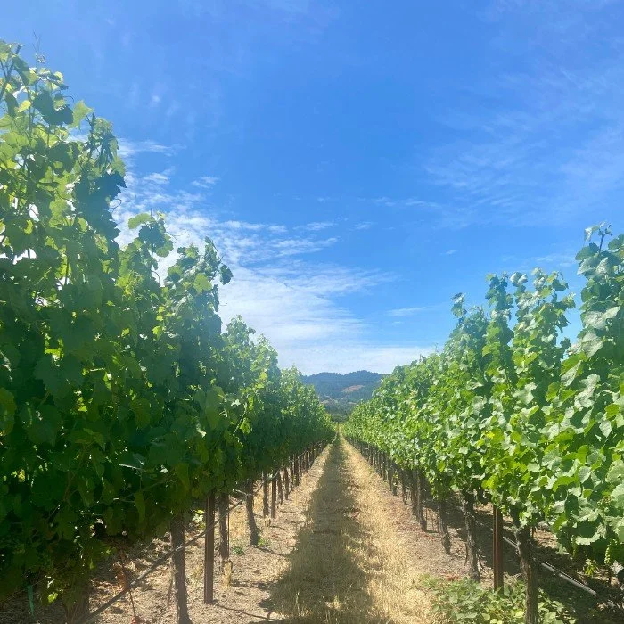 vineyard row blue skies