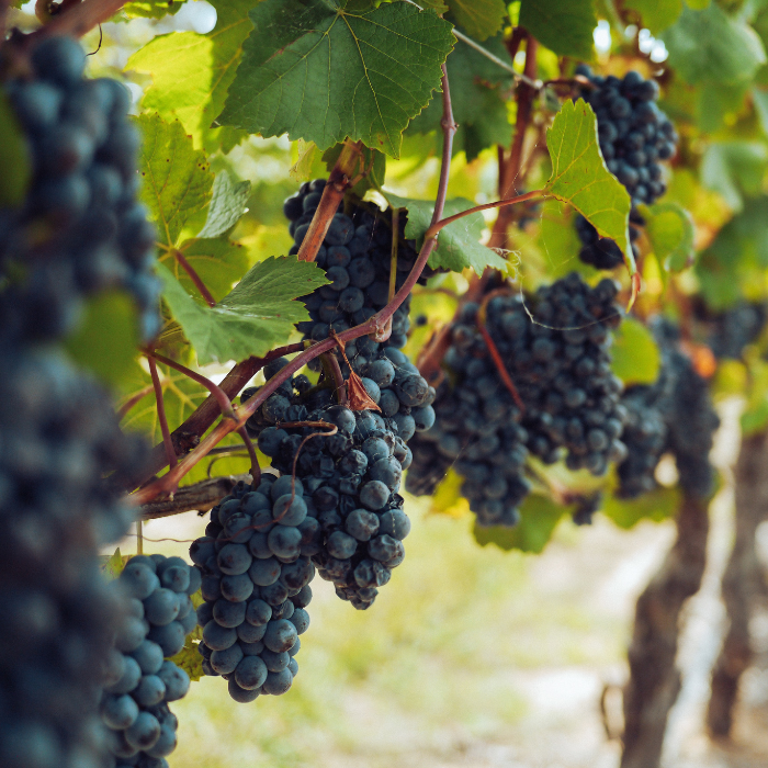 How To Make Wine from Grapes — Bruliam Wines