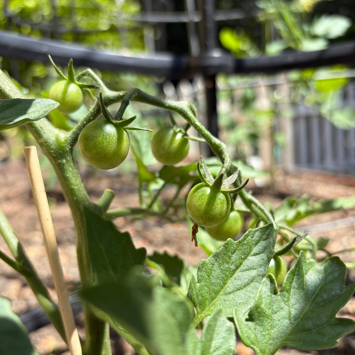 unripe cherry tomatoes