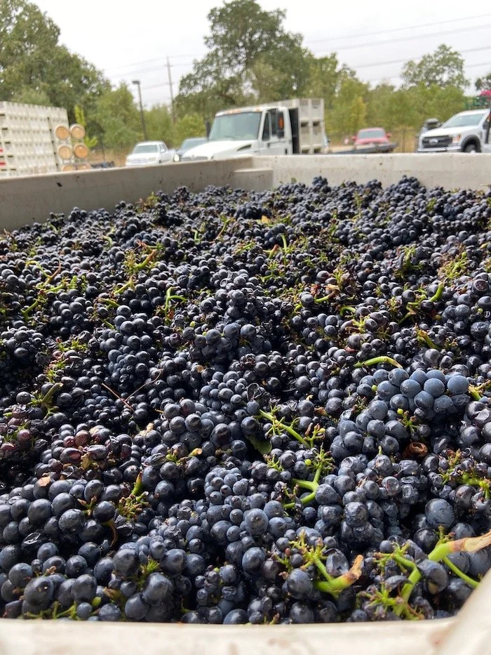 How Does Wine Fermentation Work? 