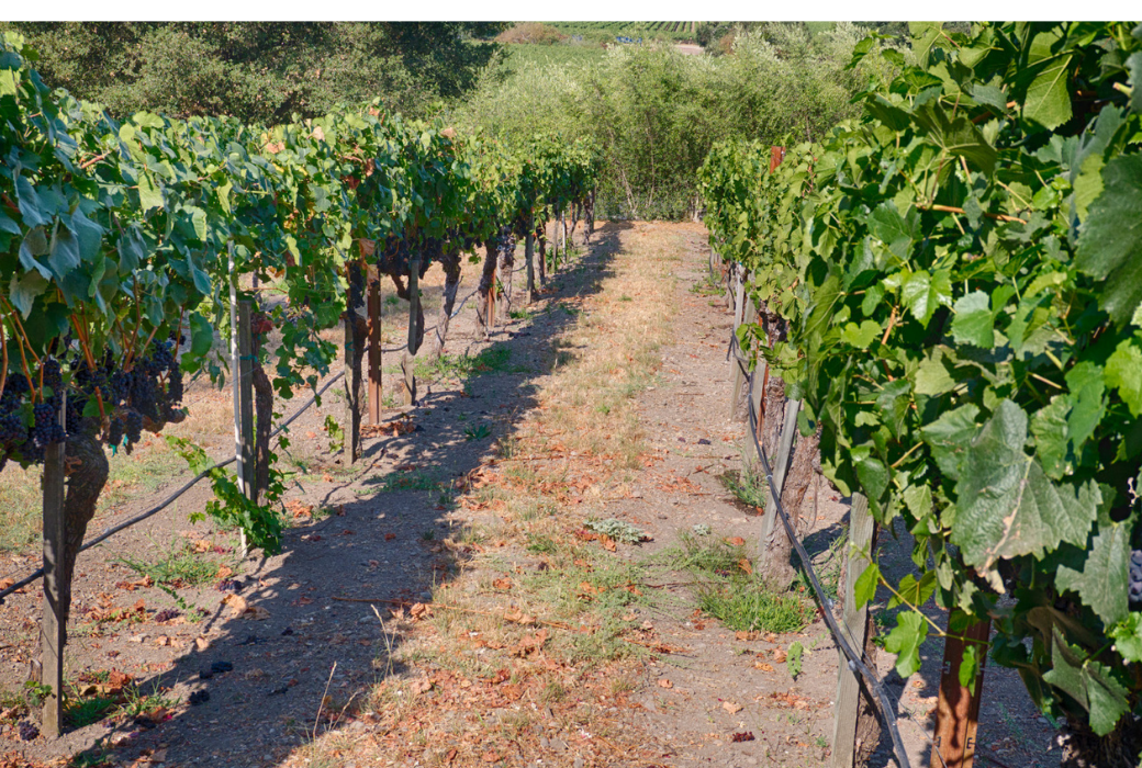Bruliam Wines 2021 Post Harvest Wrap Up