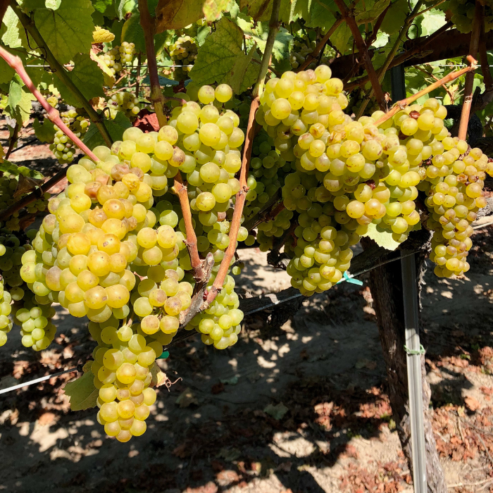 Is Chardonnay Sweet? A Winemaker Answers Your Chardonnay Q&amp;A