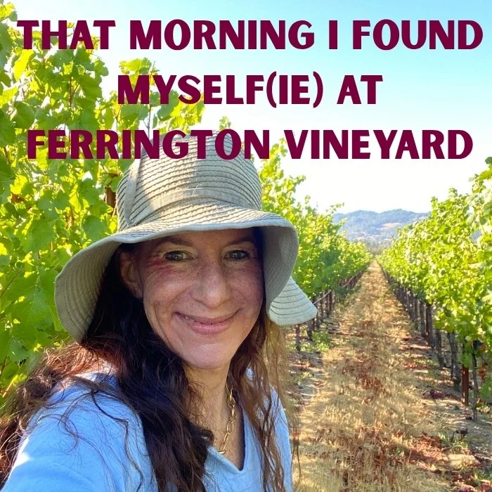 Why Winemakers Love the Ferrington Vineyard