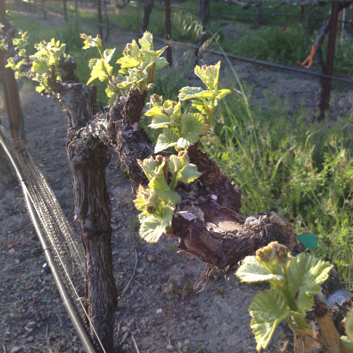 vineyard with 1-2 inch shoots