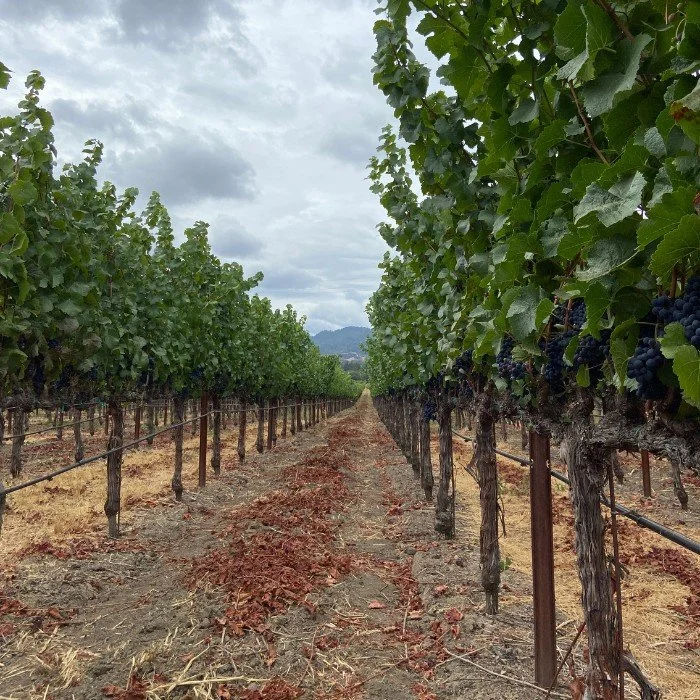 vineyard row