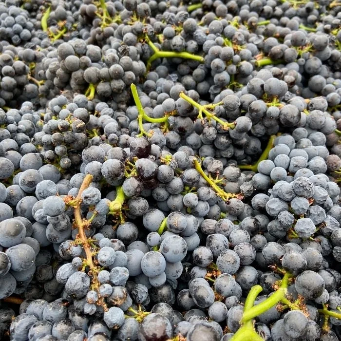 pinot noir grapes