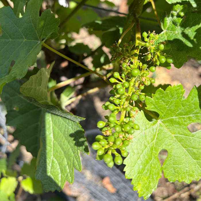 start of fruit set on a grapevine