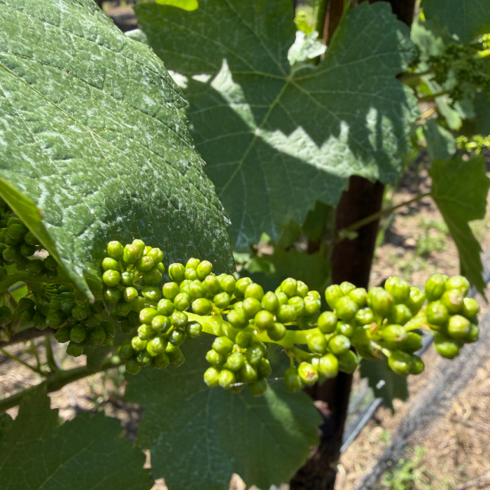 vineyard pre flowering