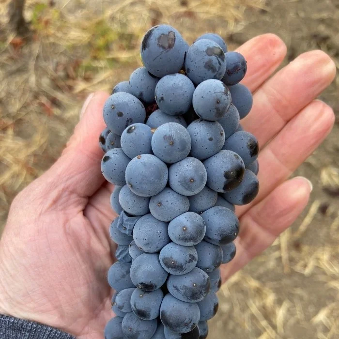 pinto noir grapes in hand