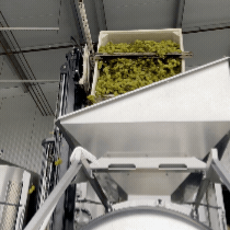dumping chardonnay into the press