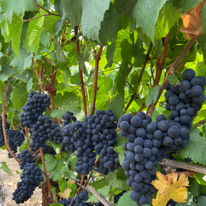 wine grapes