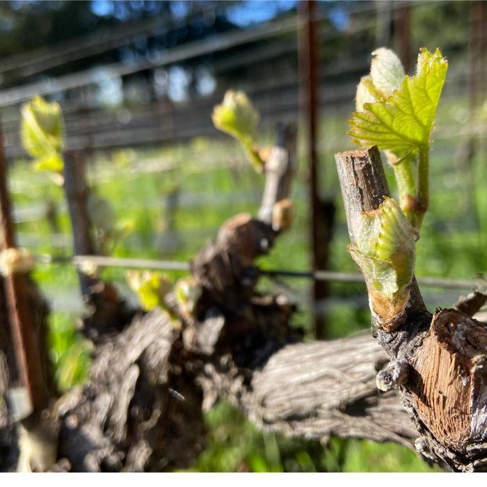 budbreak in vineyard