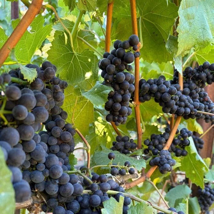 ripe pinot noir grapes on the vne
