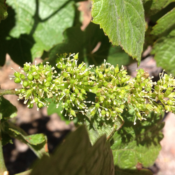 bloom in a vineyard