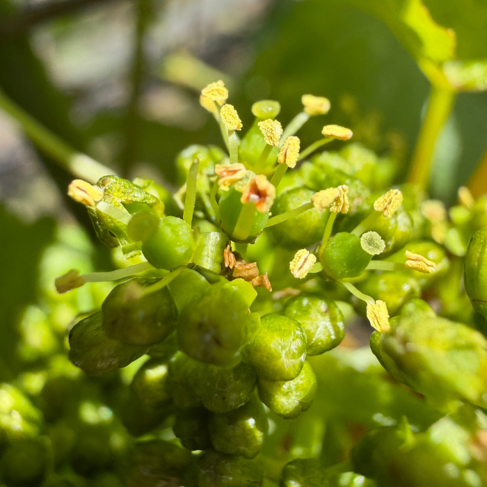 vineyard flowering close up