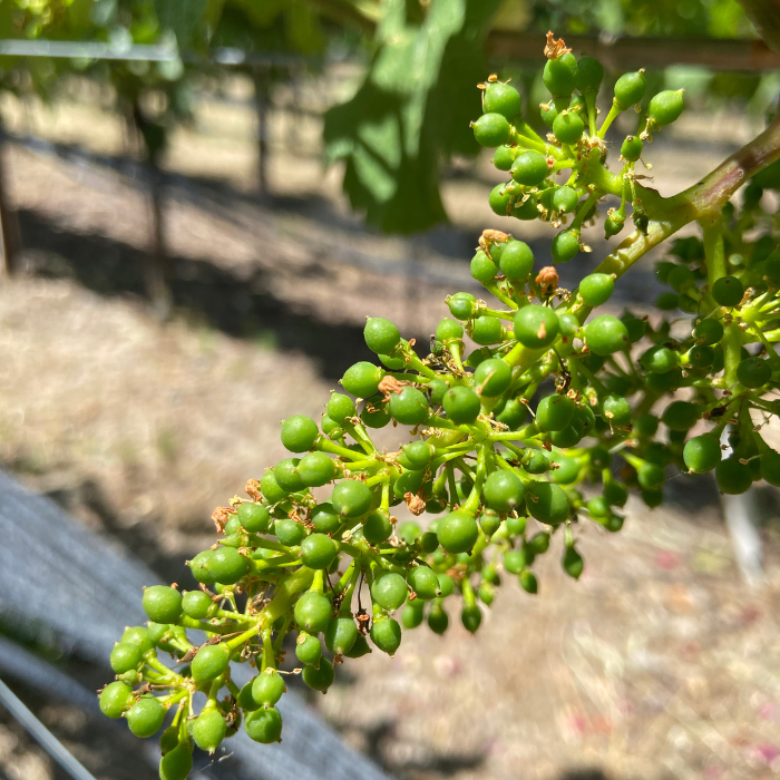 early fruit set in a vineyard