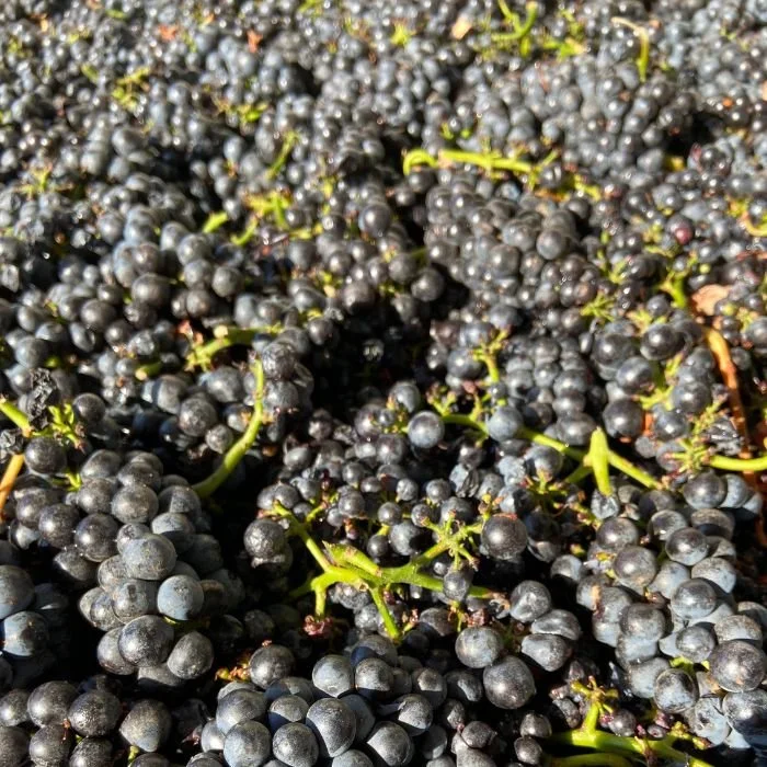 photo pinot noir grapes fro the Santa Lucia Highlands