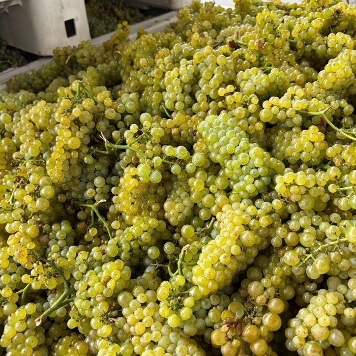 chardonnay