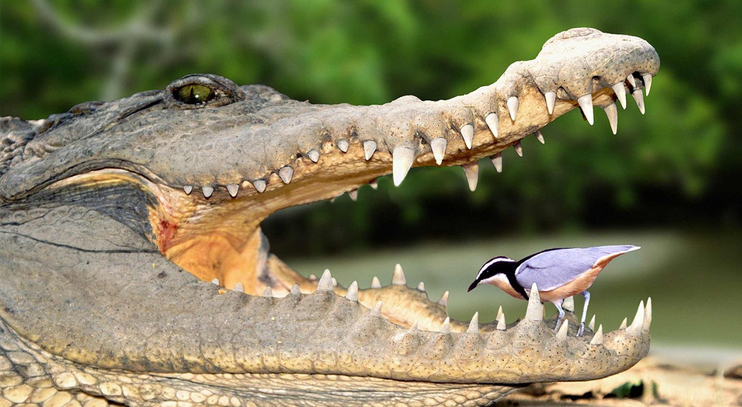 У какого животного всю жизнь растут зубы. Крокодил и птичка Тари симбиоз. Мутуализм крокодил. Крокодил симбиоз. Симбиоз животных.