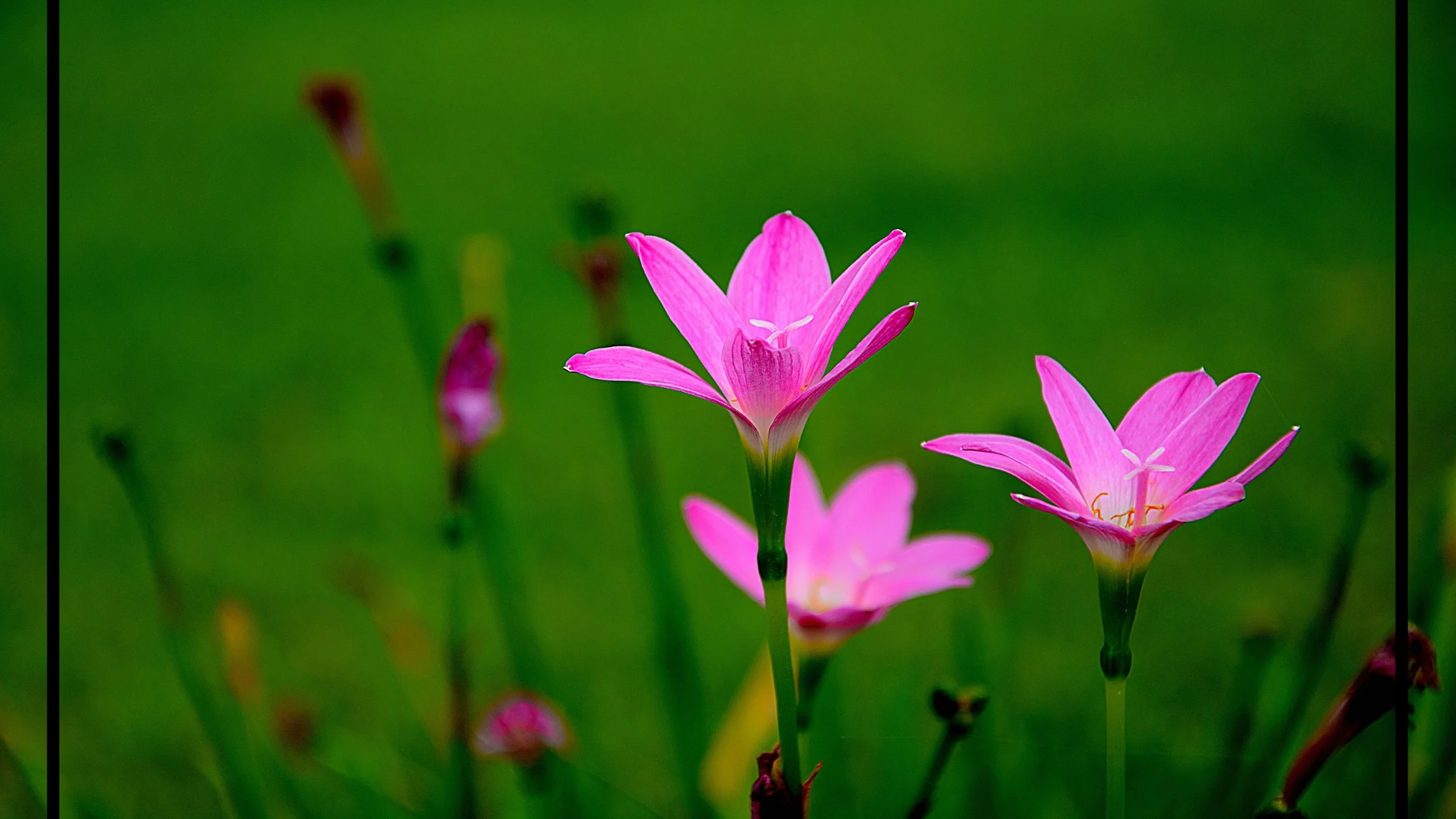 nature-grass-blossom-plant-photography-meadow-sunlight-leaf-flower-petal-green-botany-colorful-pink-flora-wildflower-flowers-close-up-flower-garden-macro-photography-small-flowers-chiang-mai-thailand-flowering-plant-the-pink-flowers-chrysan.jpg