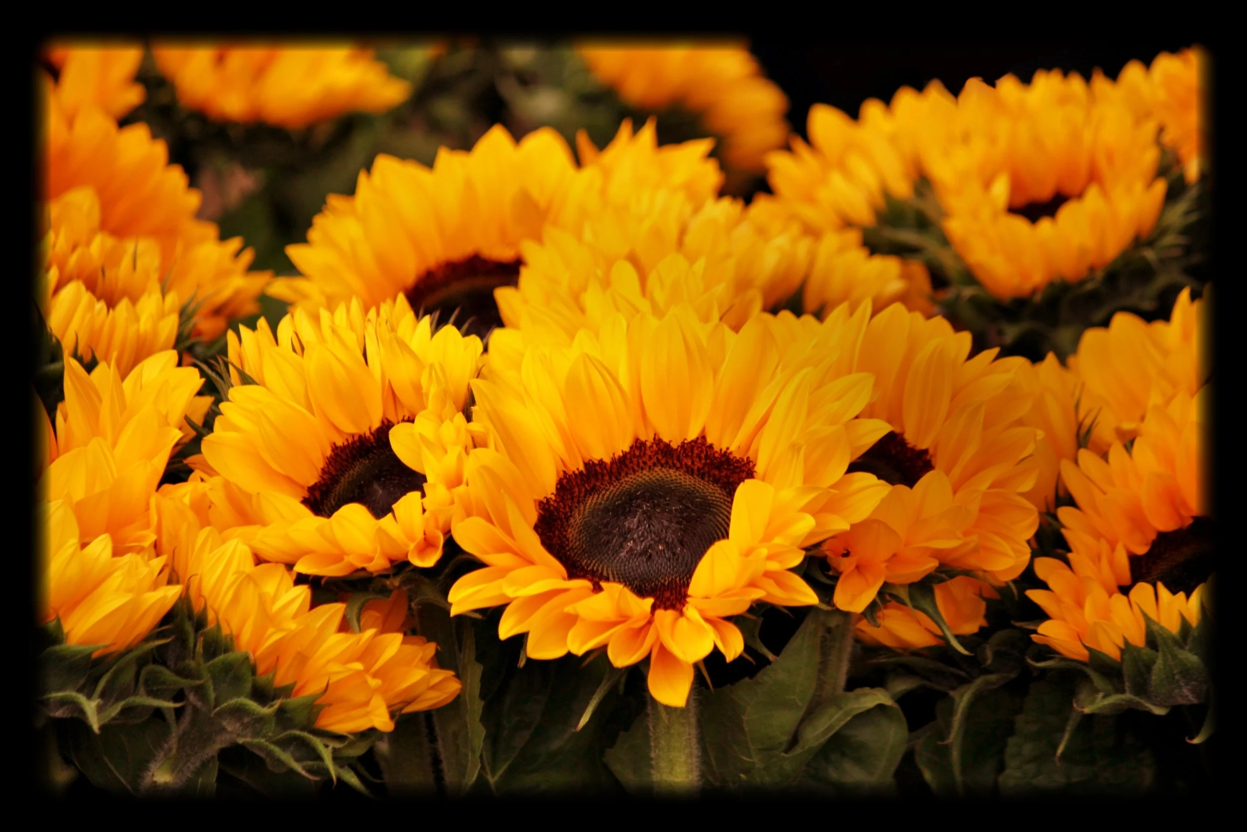 bloom-blur-close-up-54267.jpg