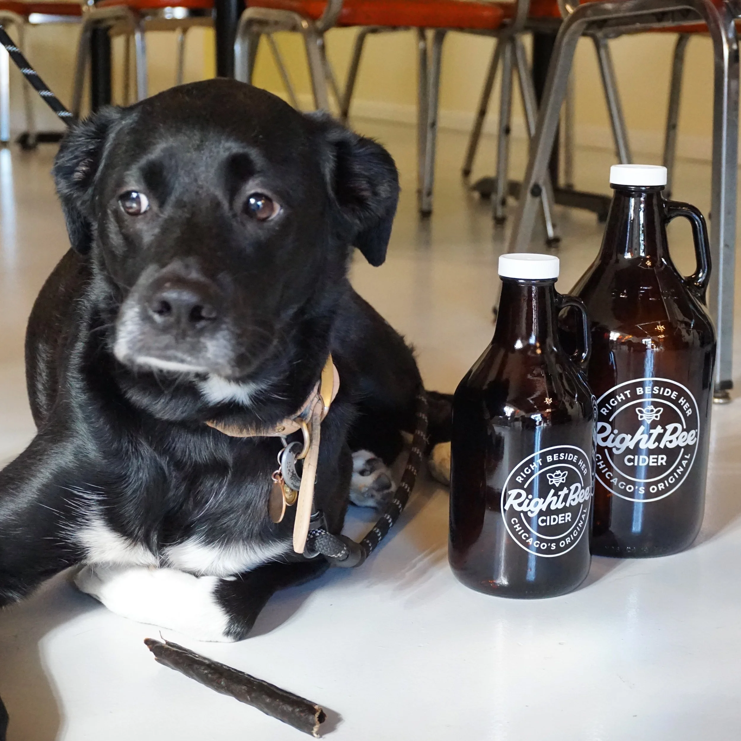 Dog Halloween at RBC!