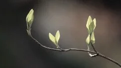 budding+branch.jpg